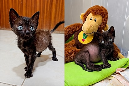 Um verdadeiro glow up atingiu o Croquete