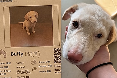 Tem cruza com porco?: Mulher vê anúncio de filhote de cachorro parecido com labrador, mas pet cresce e fica diferente
