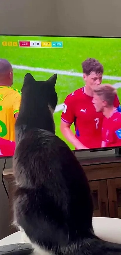 Billy acompanha os jogos após dar sua previsão.