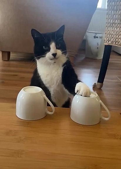 O felino acertou todos os resultados até o momento.