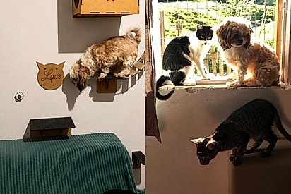 Elas pensam que são gatos também: Shih Tzus que convivem com gatos imitam comportamento de felinos e vídeo chama atenção online