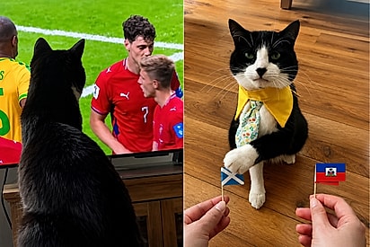 O terror das BETS: Billy, o gato vidente que previu corretamente 19 jogos da Copa do Mundo