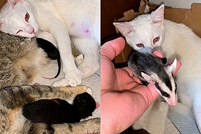 Gata Nazaré sai de madrugada e volta para casa com filhote de gambá que ela resolveu amamentar