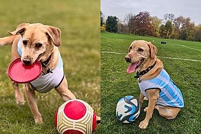 Joga melhor que o Neymar: Conheça Lola, a cachorra conhecida por seu talento impressionante no futebol
