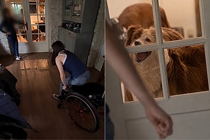 “Ele viu cada passo da recuperação”: cão acompanha jovem após acidente e se emociona ao vê-la andar novamente.