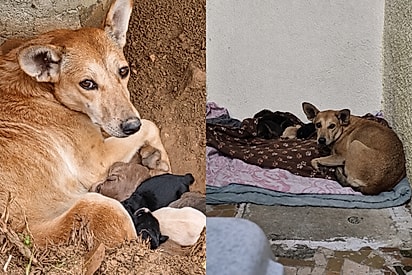 “Depois de 3 anos tentando”: protetora finalmente resgata cadelinha arisca e seus 6 filhotes.