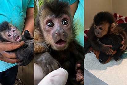 Macaquinho foi encontrado ainda filhote