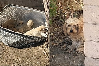 Voluntária encontra cesta cheia de filhotes abandonados - e quando olha para a esquina, percebe que tinha alguém a observando.