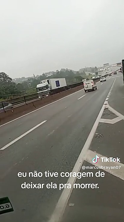 A cadela corria perigo na rodovia movimentada.