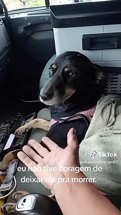 A cachorrinha foi correndo até o caminhoneiro.