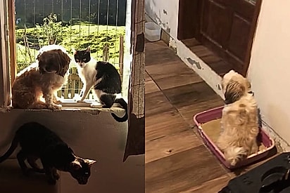 Cães da raça shih tzu adotam hábitos felinos e chamam atenção na internet
