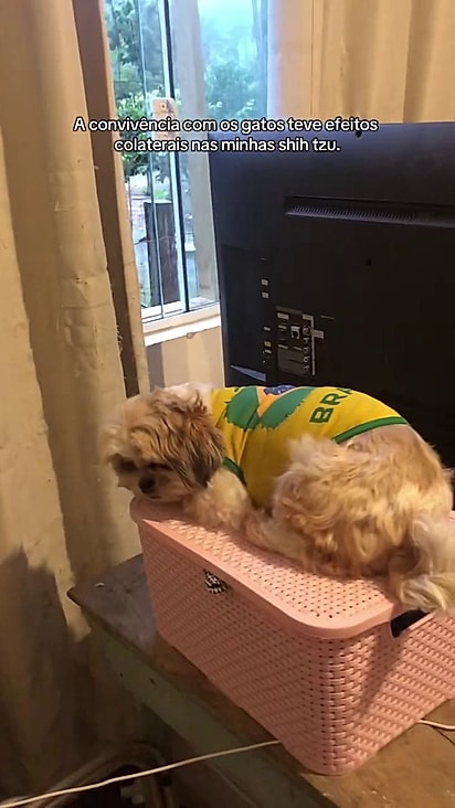 O comportamento felino passou para os cães da casa.