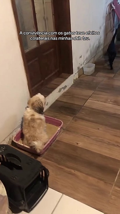 Uma das shih-tzu passou a usar a caixa de areia.