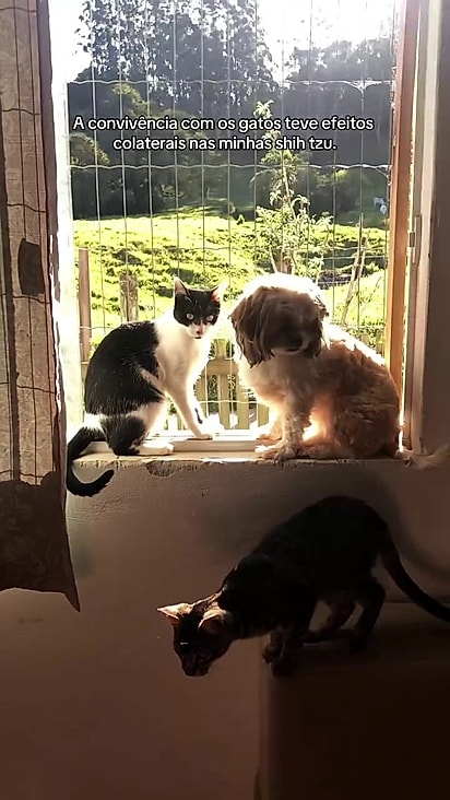 As cachorrinhas aprenderam a sentar em locais altos.