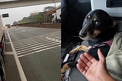 Moço, te amo: Caminhoneiro para caminhão em rodovia para resgatar mocinha deixada para um triste fim