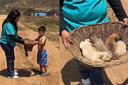Pais descobrem que menino sumia de casa para dividir a própria comida com filhotes de rua: “Pequeno herói”