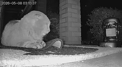 Charles começou a dormir no tapete. 