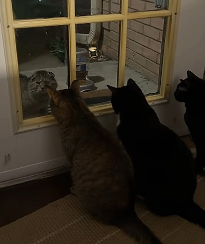 Os gatos ficaram curiosos com o visitante. 