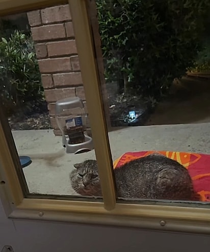 O gato surgiu pela primeira vez durante a noite. 