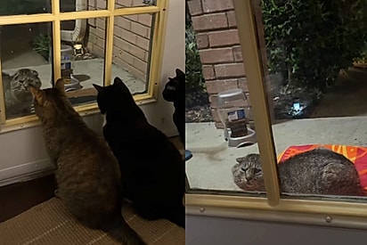 Gato de rua aparece na janela de residência e implora para gatinhos da família deixarem ele fazer parte dela