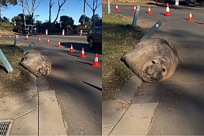 “Achei que fosse uma pedra”: motorista encontra elefante-marinho famoso descansando na estrada.