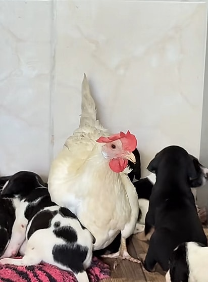 A galinha virou babá dos cães. 
