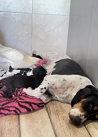A cadela aceita a ajuda da galinha. 