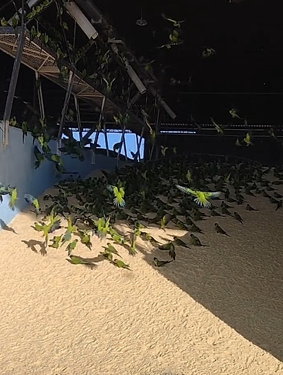 Milhares de aves transformaram um simples galpão em espetáculo da natureza.