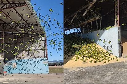 “Que coisa linda”: Veterinário se aproxima de galpão e se surpreende com “nuvem viva” de aves no céu.