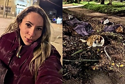 Em noite de 0°, moça percorre as ruas para distribuir cobertores aos animais de rua e o gesto chama atenção