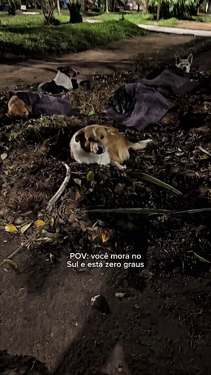 Os cães estavam concentrados na praça central do município.