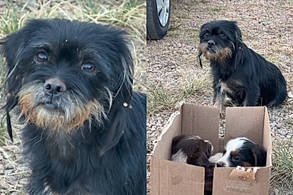 “Podem levar meus filhotes”: Cachorrinha resgatada ao lado de ninhada emociona ao receber uma nova chance