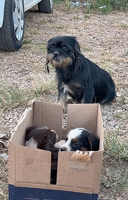 Cachorrinha de rua resgatada junto com seus três filhotes.