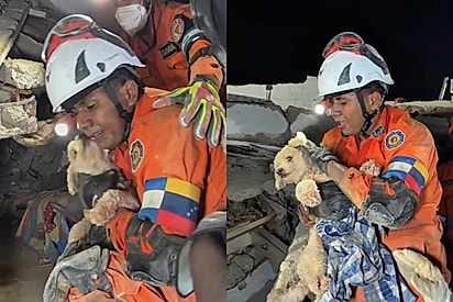 “Obrigada por me salvar”: cachorrinha resgatada de deslizamento não para de beijar o rosto de socorrista