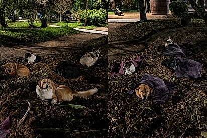 Em noite de 0°, moça percorre as ruas para distribuir cobertores aos animais de rua e o gesto chama atenção