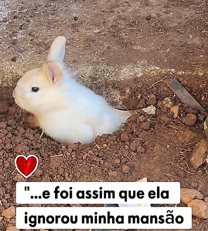 Nevasca estava construindo o próprio ninho para receber seus filhotinhos.