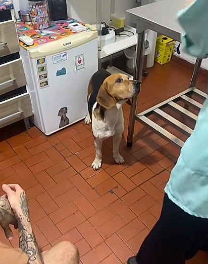 O cão foi levado ao veterinário. 