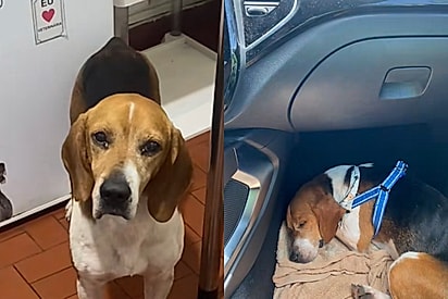Amigos vão passar final de semana Ubatuba e se deparam com o beagle mais lindo sozinho na beira de estrada