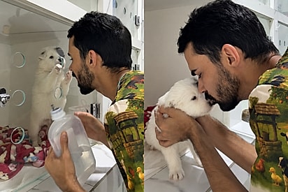 “Ouvido por Deus”: filhote parecido com ursinho é resgatado das ruas e emociona ao ainda confiar no amor.