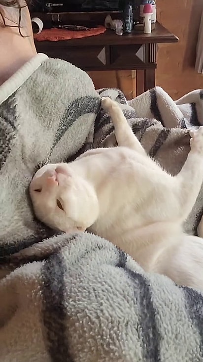 O felino é bem folgado e não se importa com os hóspedes.