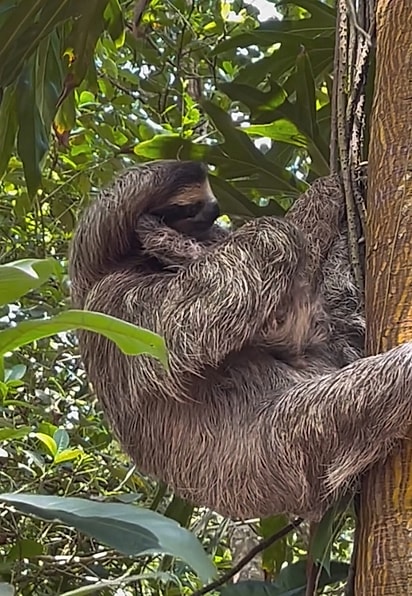 Mãe preguiça abraçando seu filhote.