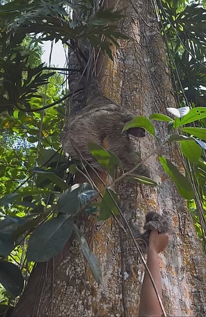 Mãe preguiça indo buscar seu filhote.