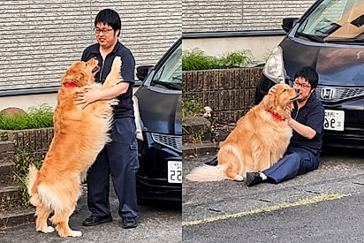 “Ela é muito fofa”: golden retriever escolhe vizinho como humano favorito e reação encanta.