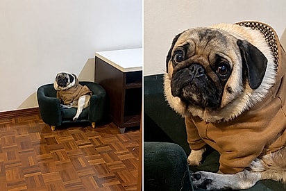 Conheça Apolo: o pug que tem tática genial para fazer a tutora aparecer sem precisar sair do lugar.