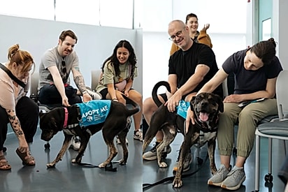 Cães de abrigo de NY escolhendo com quem vão passar o final de semana. 