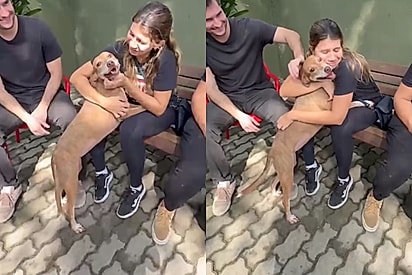 ONG de proteção animal deixa cachorrinho caramelo escolher seu novo dono ao fazer interessados sentarem lado a lado para escolher