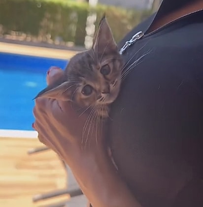 A gatinha recebeu o nome de Luna. 