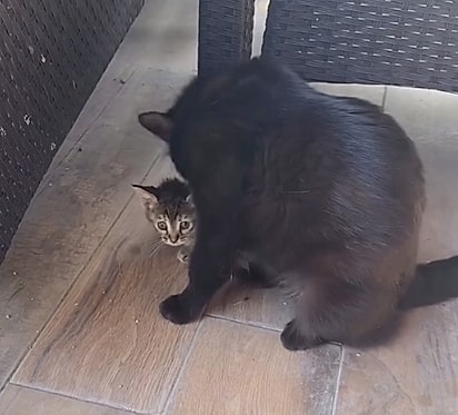 A gata conseguiu levar o filhote para a casa. 