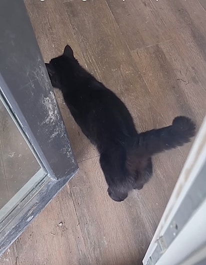 A gata pediu para Marina seguir ela. 