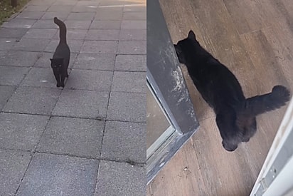 Gata preta aborda mulher na rua e insiste para que ela a siga até sótão de casa em construção para lhe mostrar um segredo